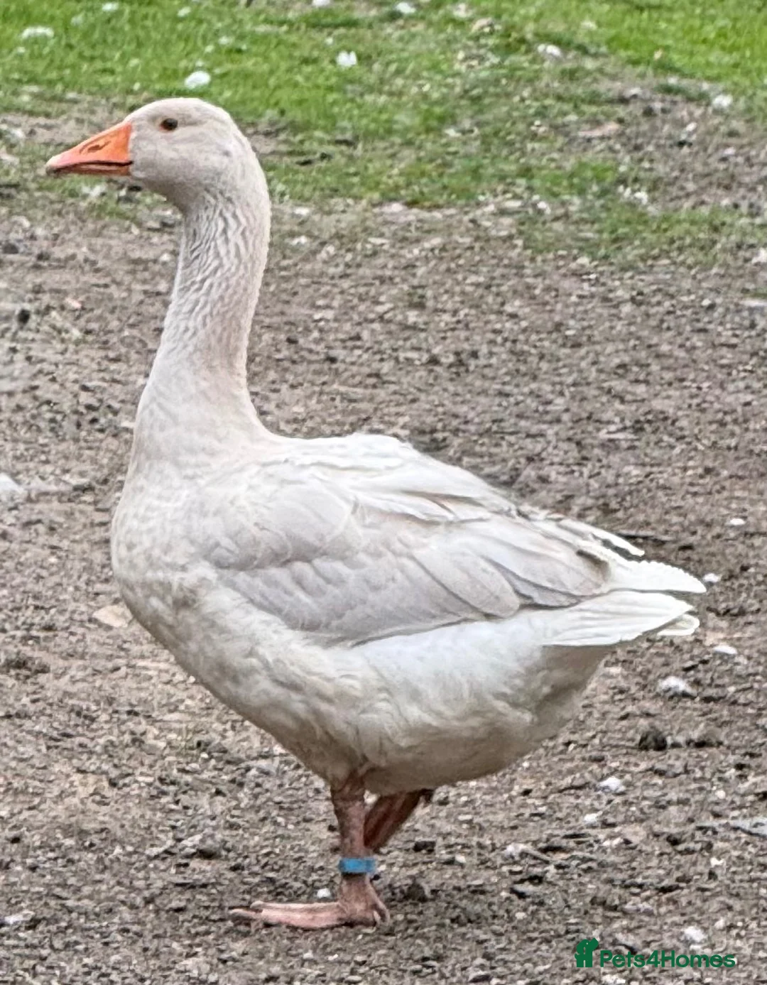 Geese poultry for sale: Franconian/Toulouse Ganders - PRICE PER BIRD!! - Advert 1