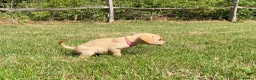 Labrador Retriever dogs for sale: Labrador puppies in Sittingbourne - Advert 5
