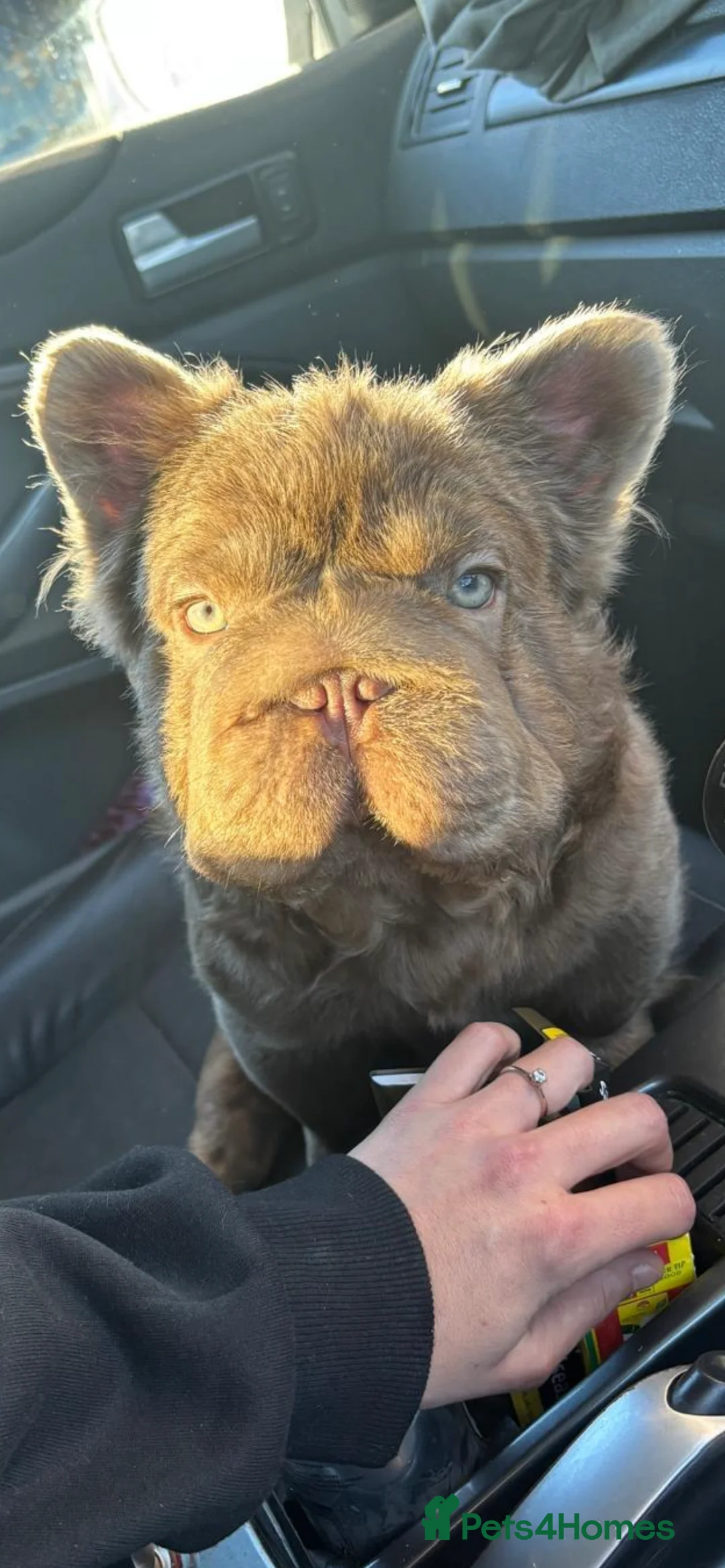 French Bulldog dogs for sale: Fluffy Frenchbulldog male  in Gravesend - Advert 1