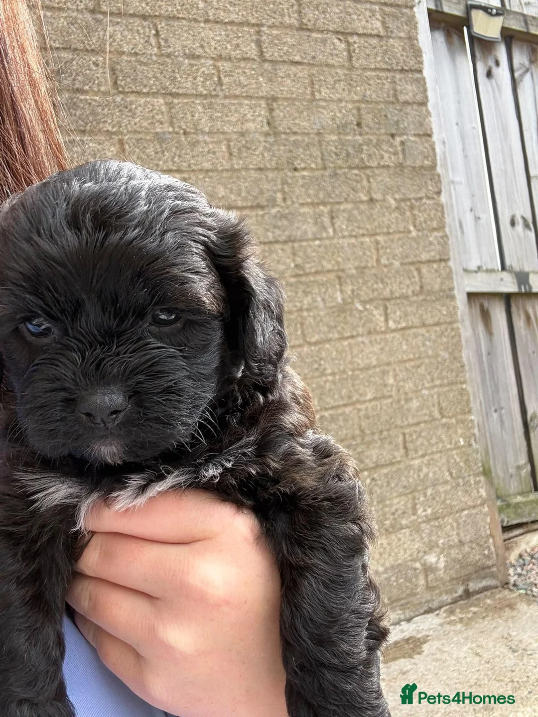 Mixed Breed dogs for sale: Last male pup left - Advert 6