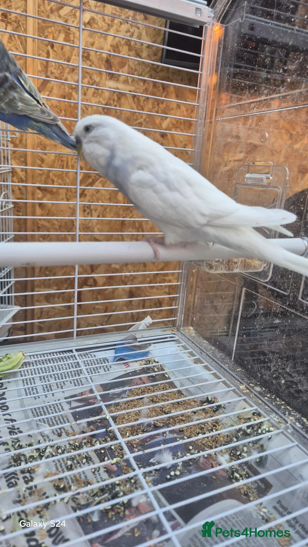 Budgerigars birds for sale: Budgies in Manchester - Advert 2