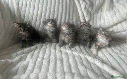 Ragcoon cats for sale: Gorgeous Mainecoon x Ragdoll kittens  - Image 2