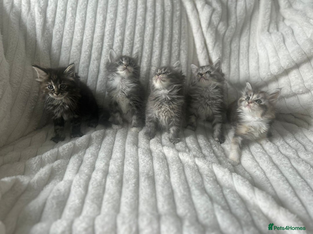 Ragcoon cats for sale: Gorgeous Mainecoon x Ragdoll kittens  - Image 2