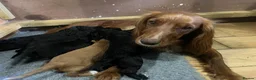 Cocker Spaniel dogs for sale: KC REGISTERED WORKING COCKER SPANIEL PUPPIES - Advert 4