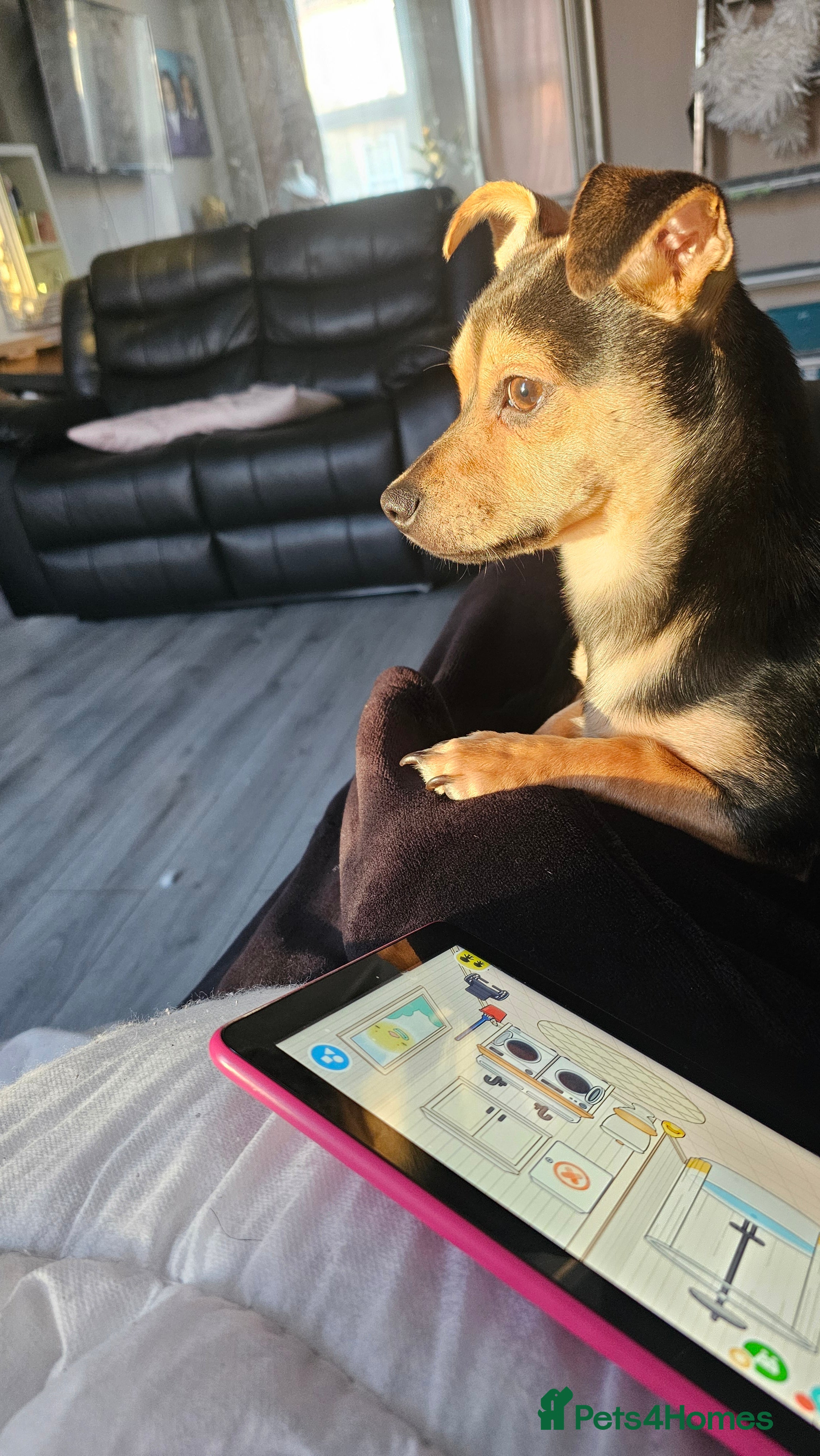 Mixed Breed dogs 7-Month-Old Jack Chi Puppy – Family Raised - Advert 3