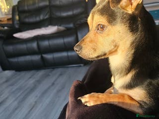 Mixed Breed dogs 7-Month-Old Jack Chi Puppy – Family Raised - Advert 2