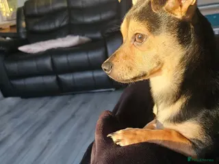 Mixed Breed dogs 7-Month-Old Jack Chi Puppy – Family Raised - Advert 3