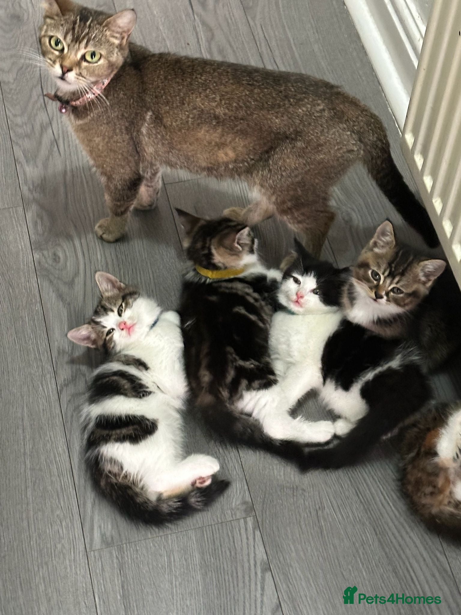 Mixed Breed cats Mixed breed kittens  - Advert 2