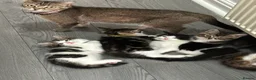 Mixed Breed cats for sale: Mixed breed kittens  - Advert 1