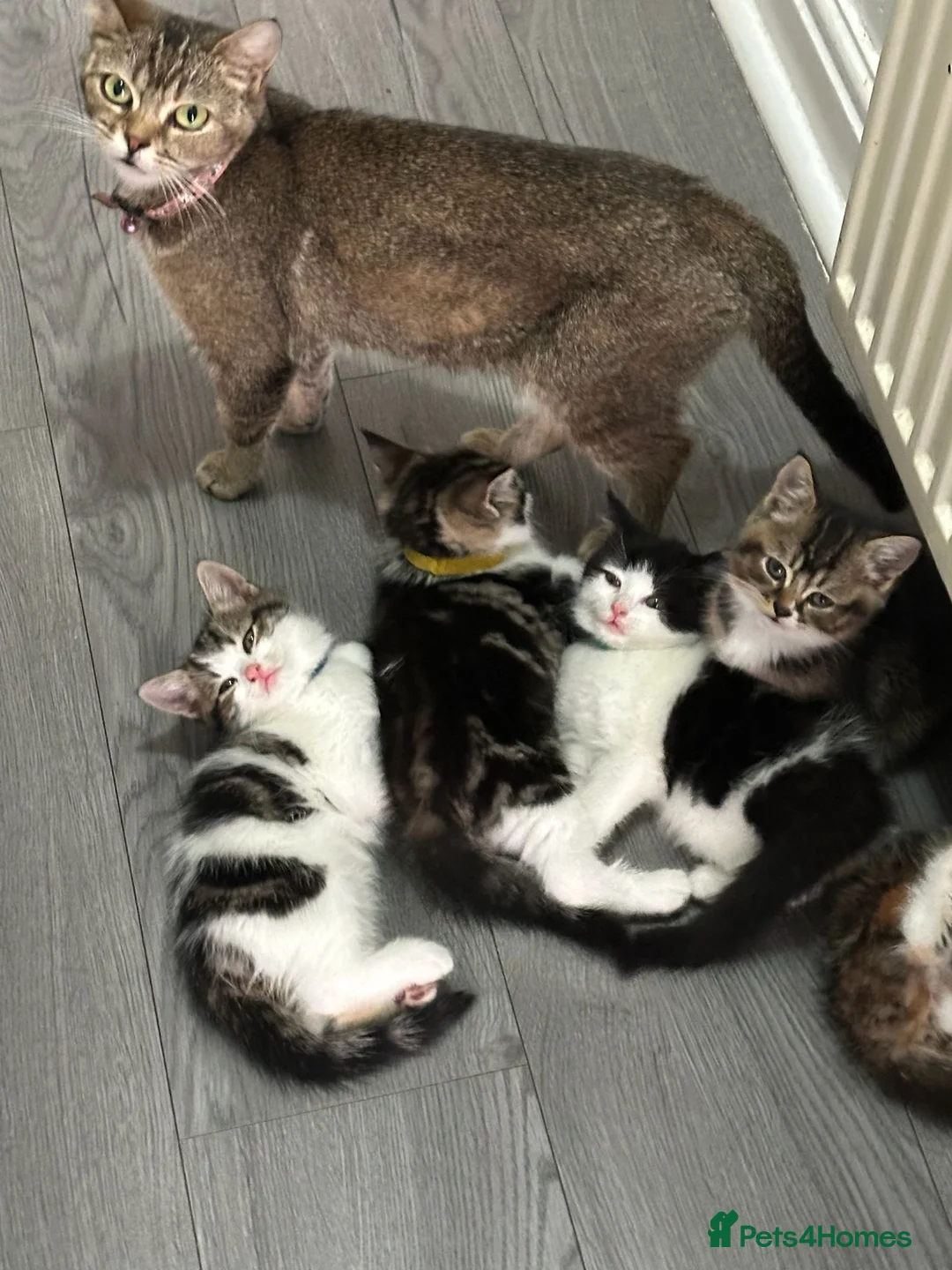 Mixed Breed cats for sale: Mixed breed kittens  - Advert 1