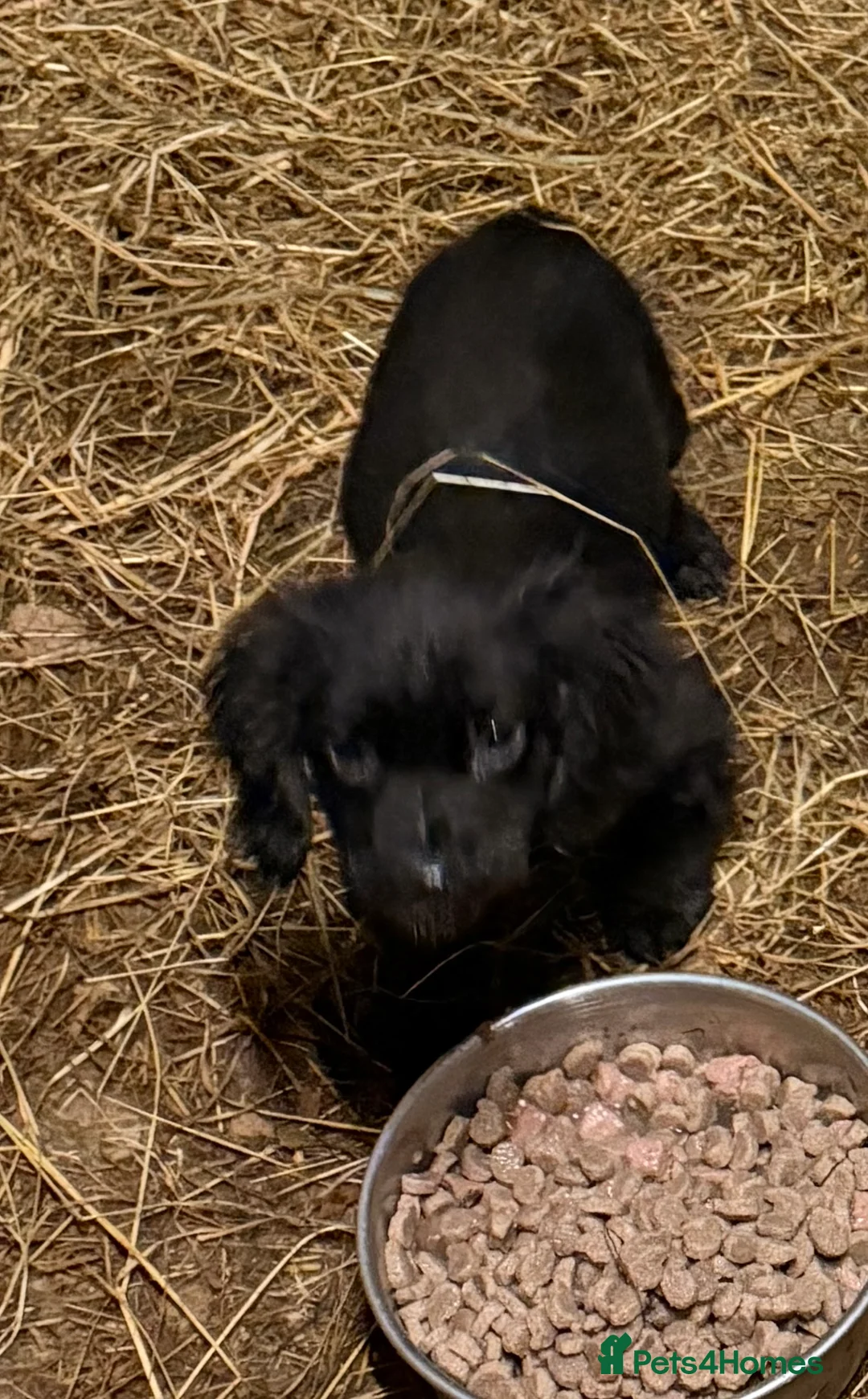 Sprocker dogs for sale: Spraker puppies for sale - Advert 11