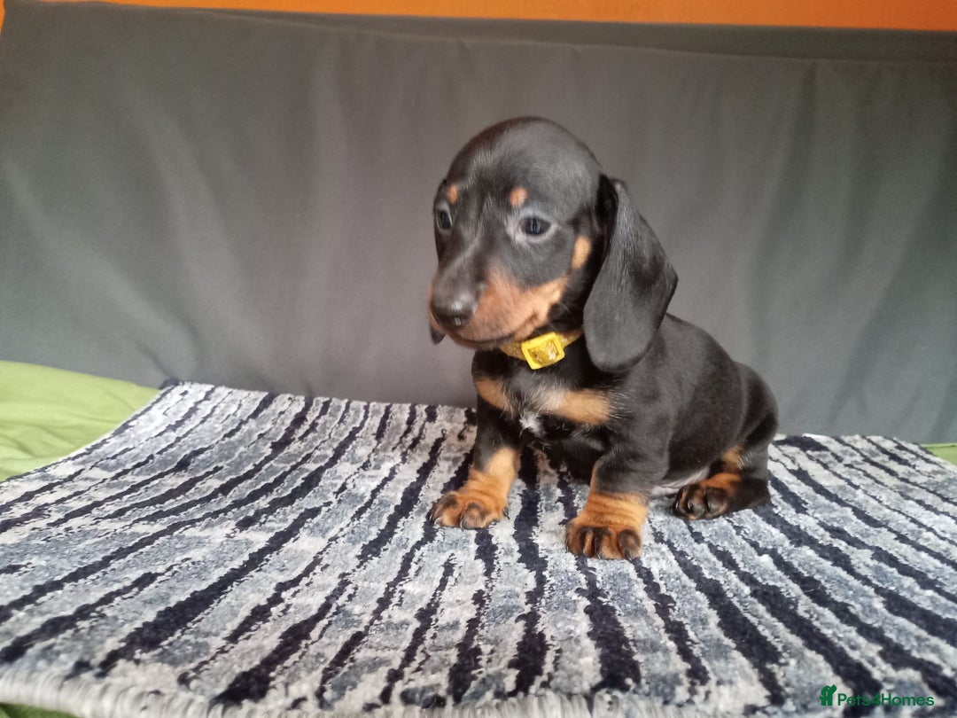 Dachshund dogs for sale: Beautiful dachshund babies  - Image 5