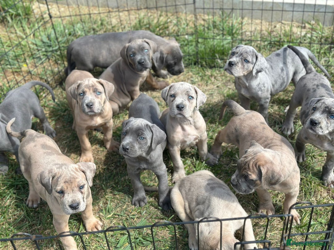 Cane Corso dogs for sale: Cane corso  MALES FULLY VACCINATED  in Dereham - Image 19