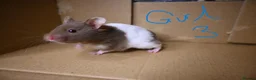 Hamster rodents for sale: Mixed Syrian hamsters ready to go  in Preston - Advert 23