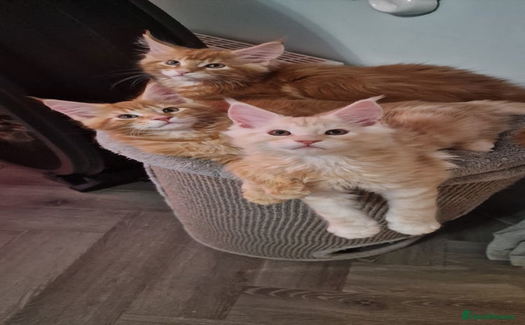 Maine Coon cats - Advert 3