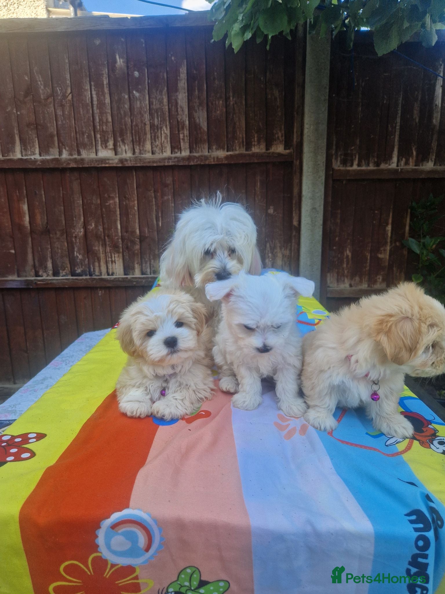 Havanese dogs for sale: Bichon havanese puppies - Advert 2