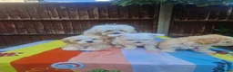 Havanese dogs for sale: Bichon havanese puppies - Advert 6