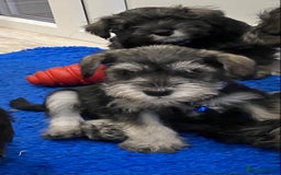 Miniature Schnauzer dogs for sale: Miniature Schnauzer Puppies-  - Image 10