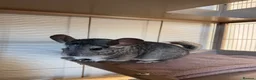 Chinchilla rodents for sale: 2 Female chinchillas, everything included in Ammanford - Advert 2