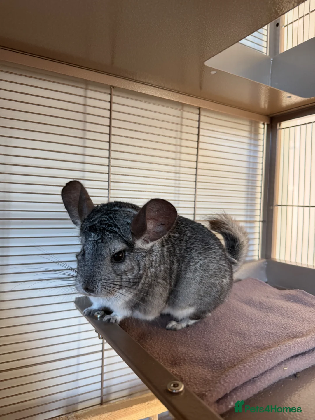 Chinchilla rodents for sale: 2 Female chinchillas, everything included in Ammanford - Advert 2