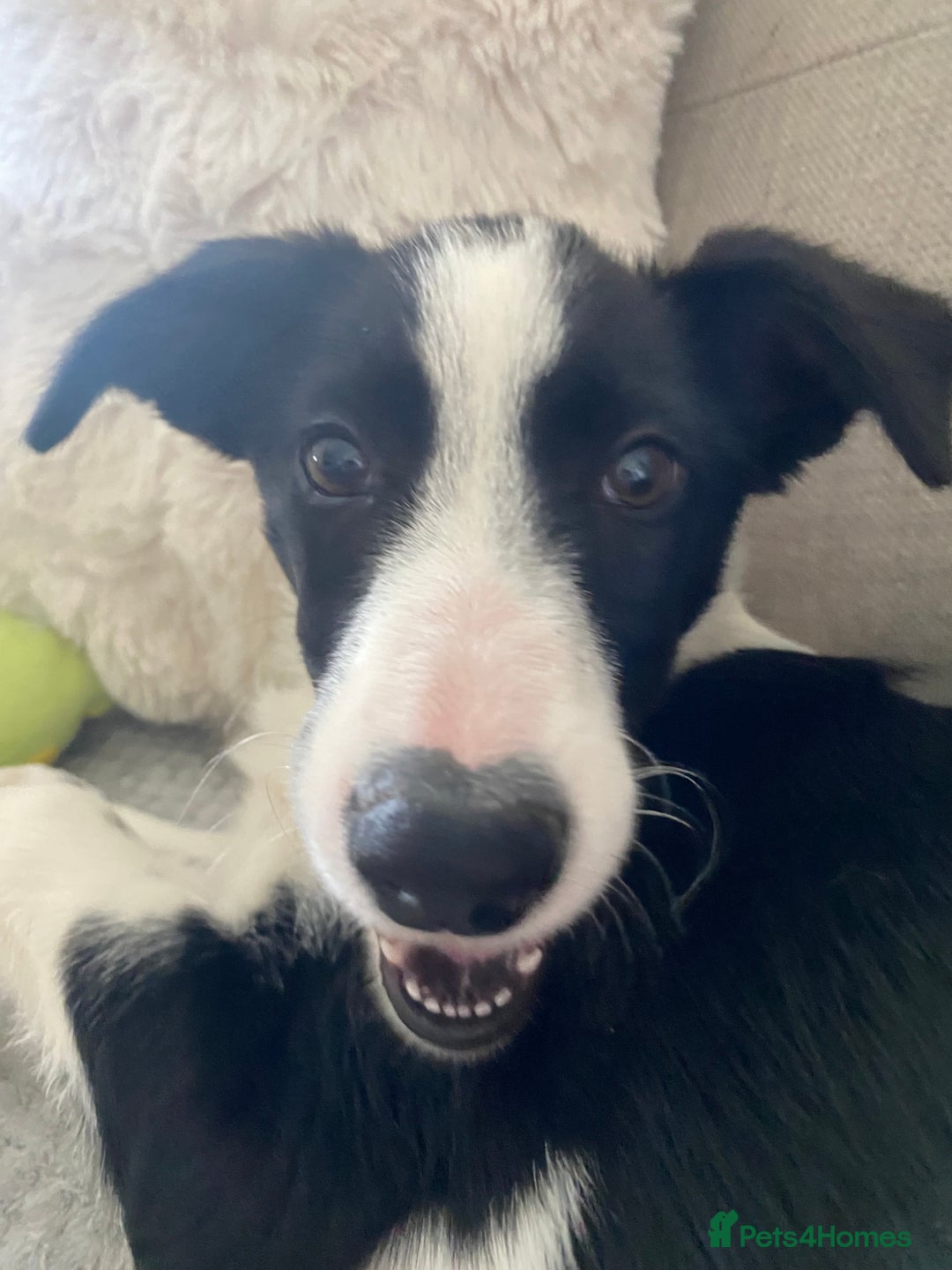 Border Collie dogs for sale: Misty - Advert 6