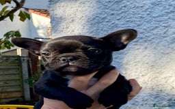 French Bulldog dogs for sale: KC reg pure French Bulldog puppies - Image 16