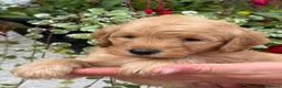 Labradoodle dogs for sale: F1B Miniature Labradoodles.  - Advert 23