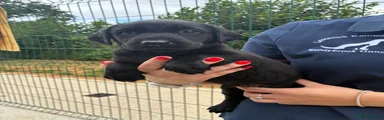 Labrador Retriever 4
