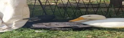 Ducks poultry for sale: Runner ducks for sale 4 months old - Advert 3