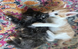 Domestic Shorthair cats for sale: Kitten available now - Image 3