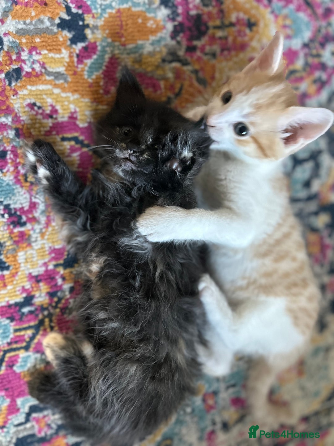 Domestic Shorthair cats for sale: Kitten available now - Image 3