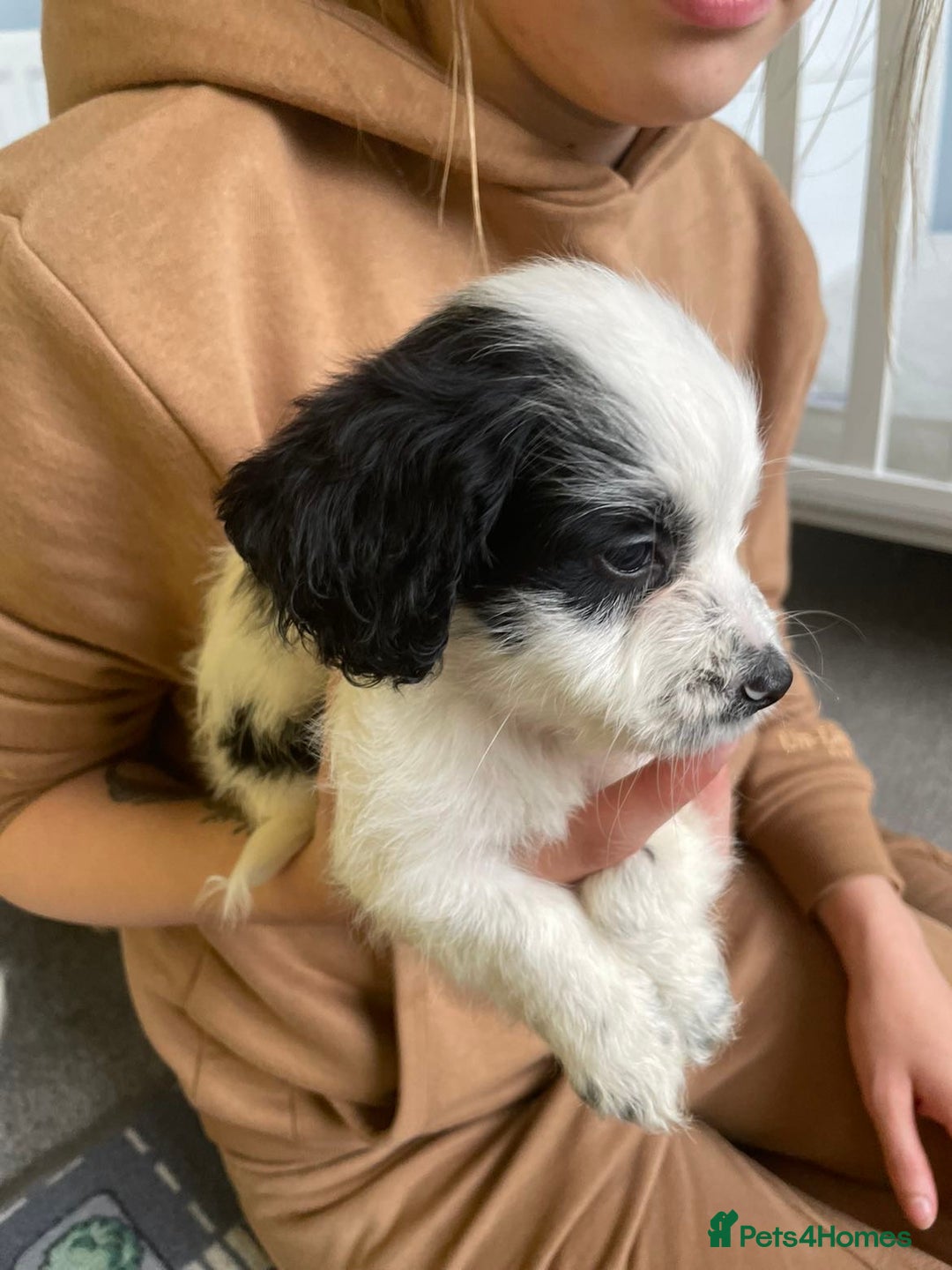 Mixed Breed dogs for sale: Two male cocker spaniel/shih tzu pups - Image 11