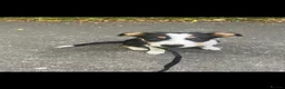 Border Collie dogs for sale: Border collie puppy female  - Advert 7