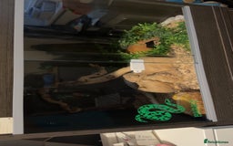 Corn Snake reptiles for sale: Palmetto’s  - Image 5