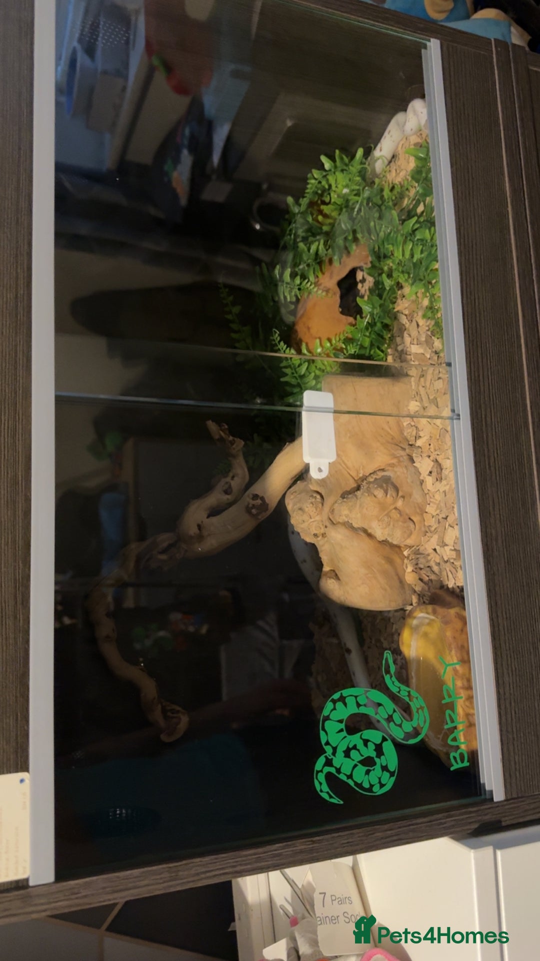 Corn Snake reptiles for sale: Palmetto’s  - Image 5
