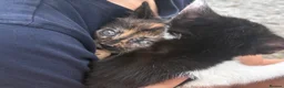Mixed Breed cats for sale: 🐾 Adorable Kittens Looking for Their Forever Home - Advert 5