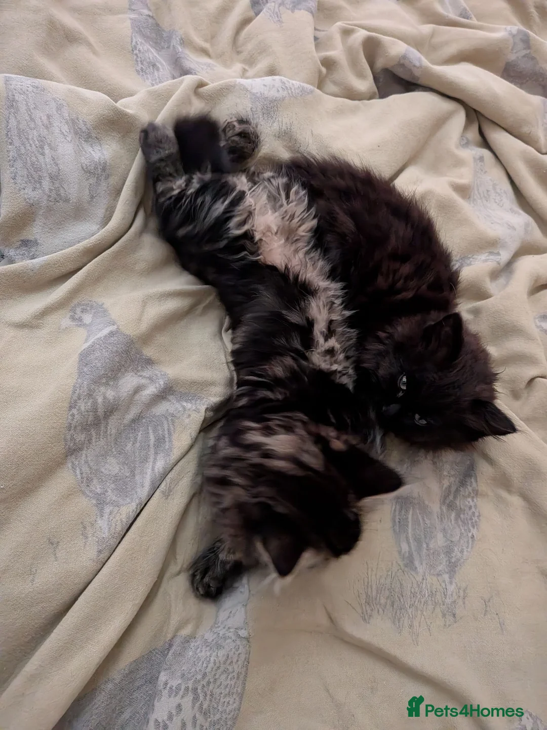 Mixed Breed cats for sale: 1 male and 3 female kittens  - Advert 2