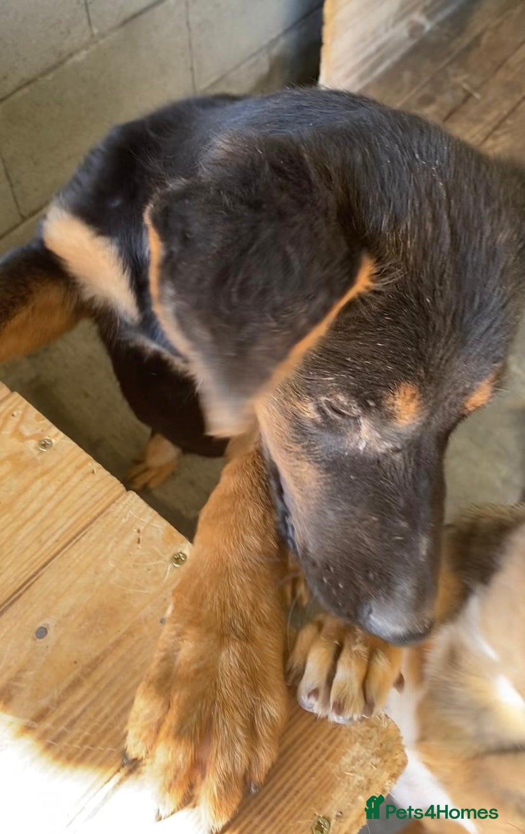 Mixed Breed dogs for adoption: Amelia, 8 months old, Available for adoption. - Advert 9