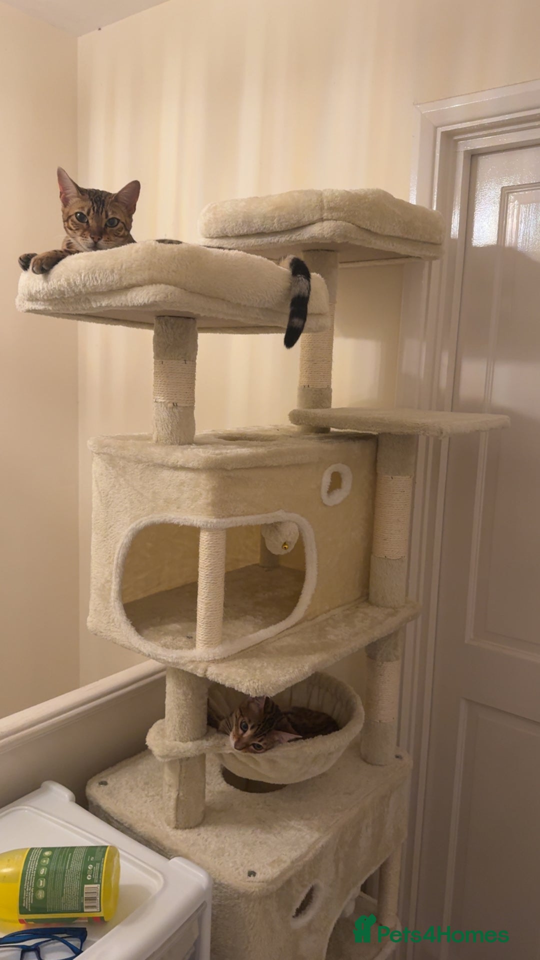 Bengal cats for sale: 2 Bengal female cats - Advert 11