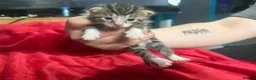 Mixed Breed cats for sale: Fabulous kittens for sale! - Advert 7