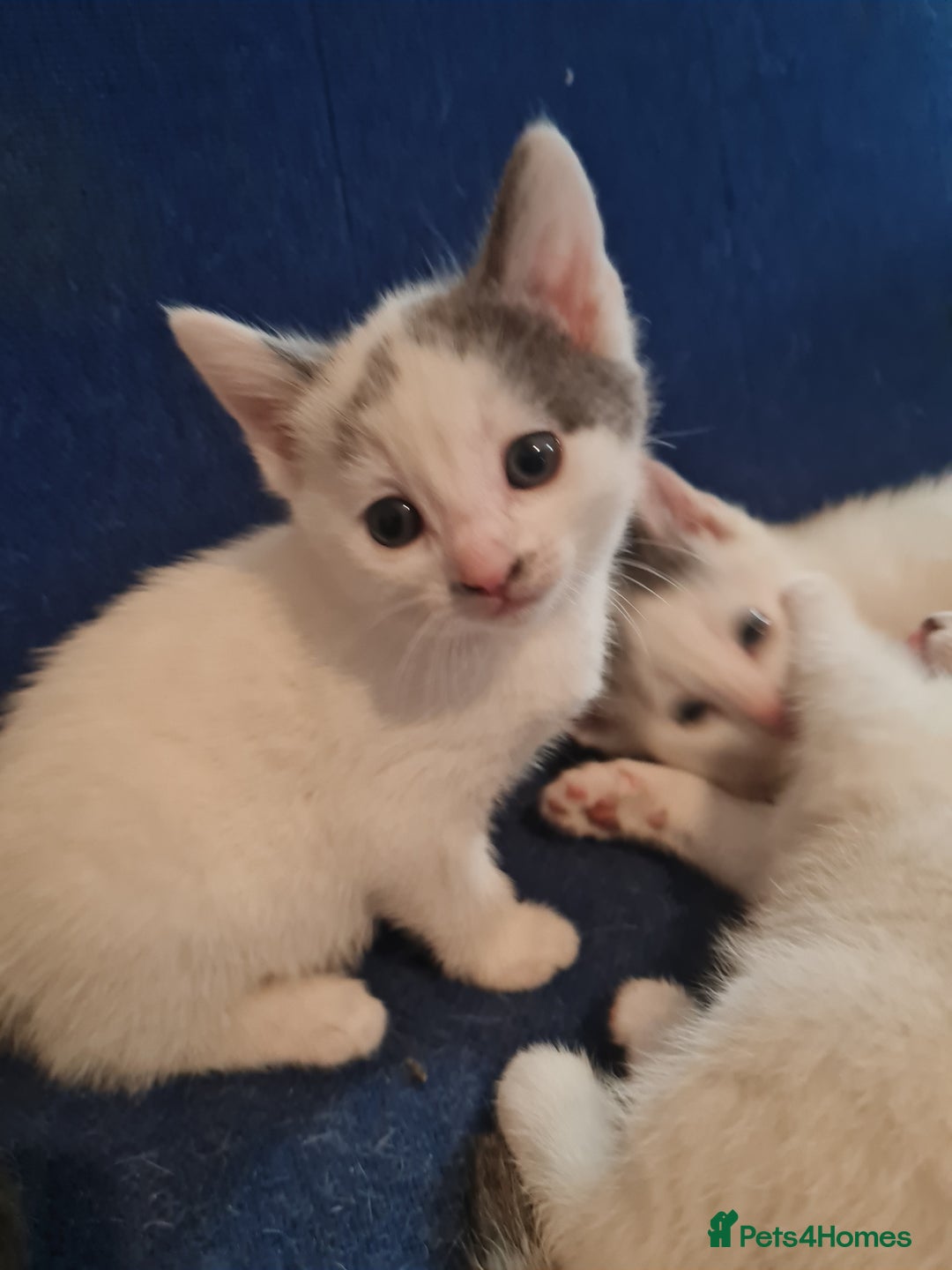Mixed Breed cats for sale: Babygirl - Advert 5