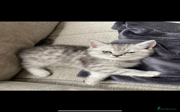 Scottish Fold cats for sale: Kittens scottish fold & Himalayan Persian mix  - Image 8