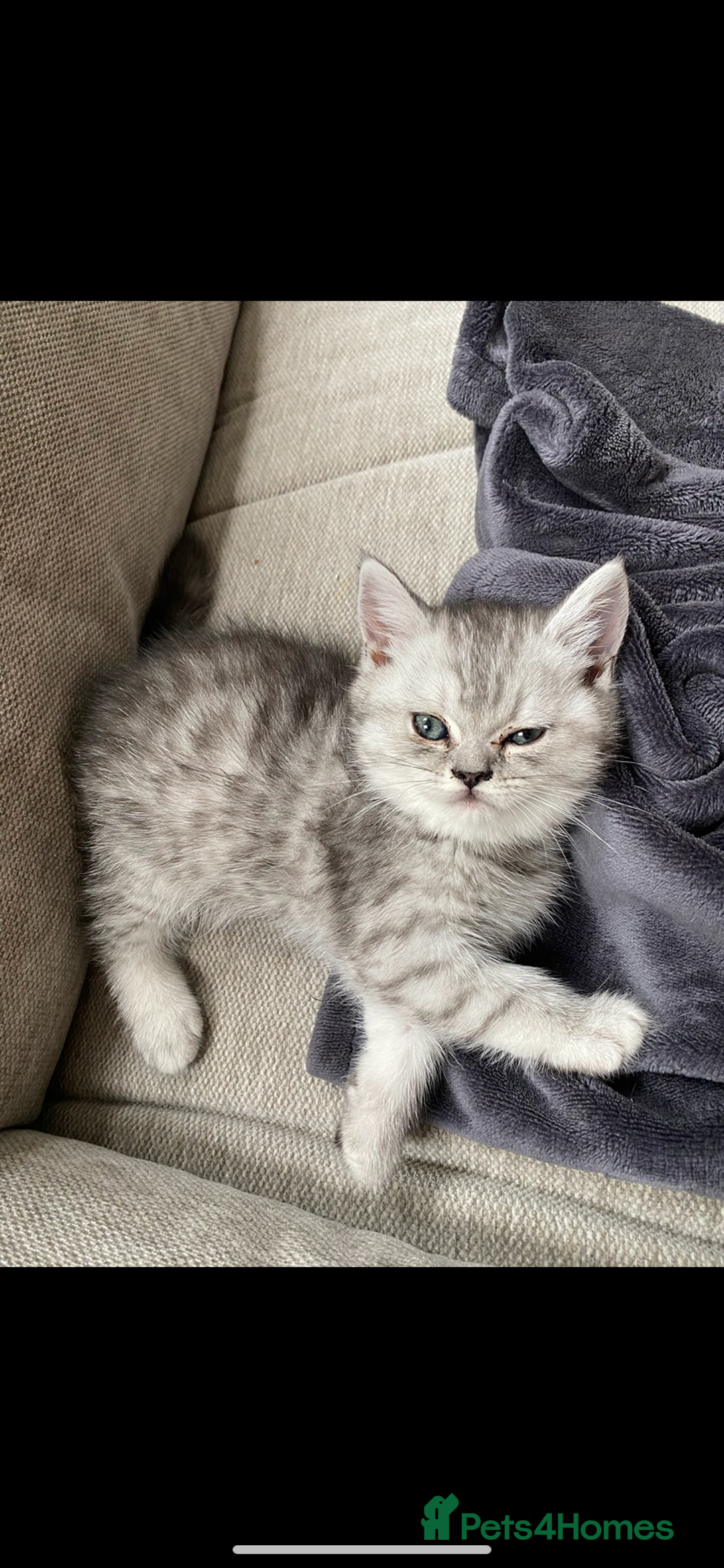 Scottish Fold cats for sale: Kittens scottish fold & Himalayan Persian mix  - Image 8