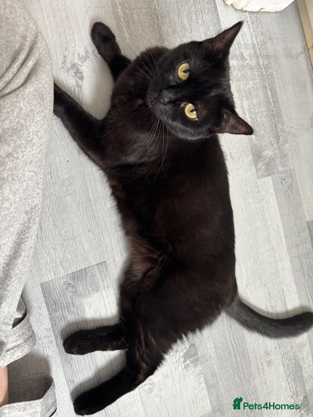 Bombay cats for sale: Bombay mix kittens  - Advert 5