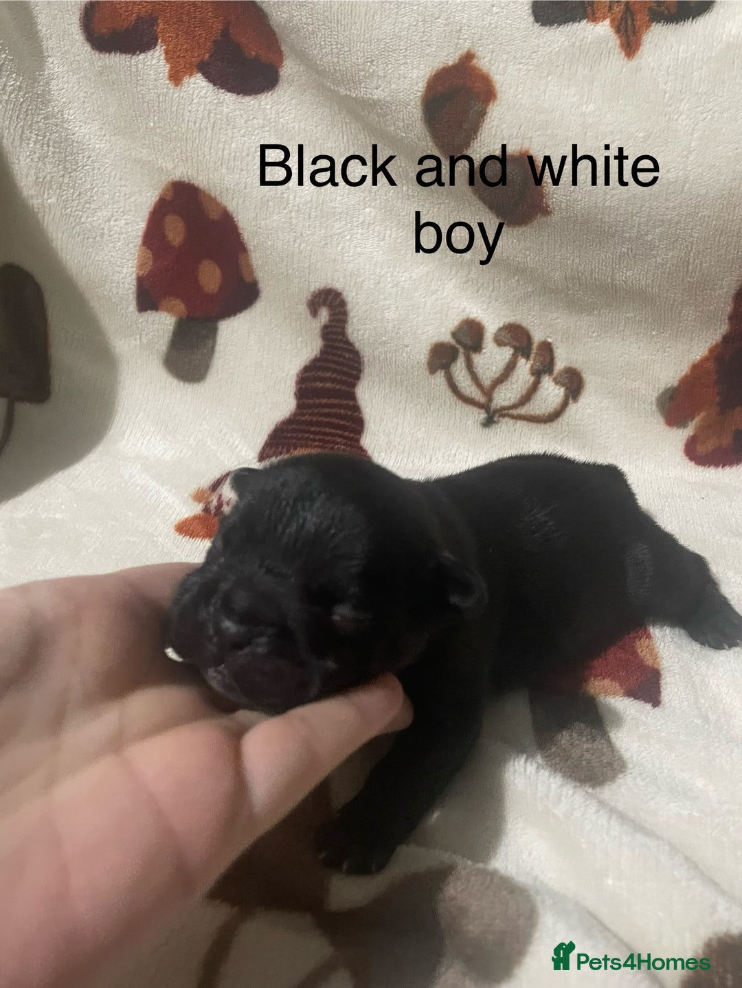 French Bulldog dogs for sale: French bulldog puppies - Image 8