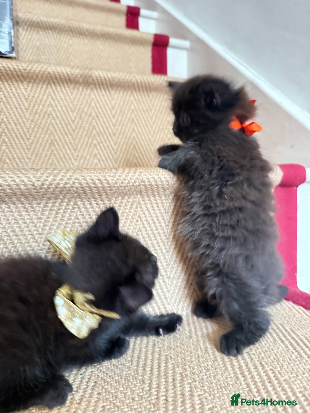 British Shorthair cats for sale: British Shorthair x Persian Kittens Available Now! - Advert 21
