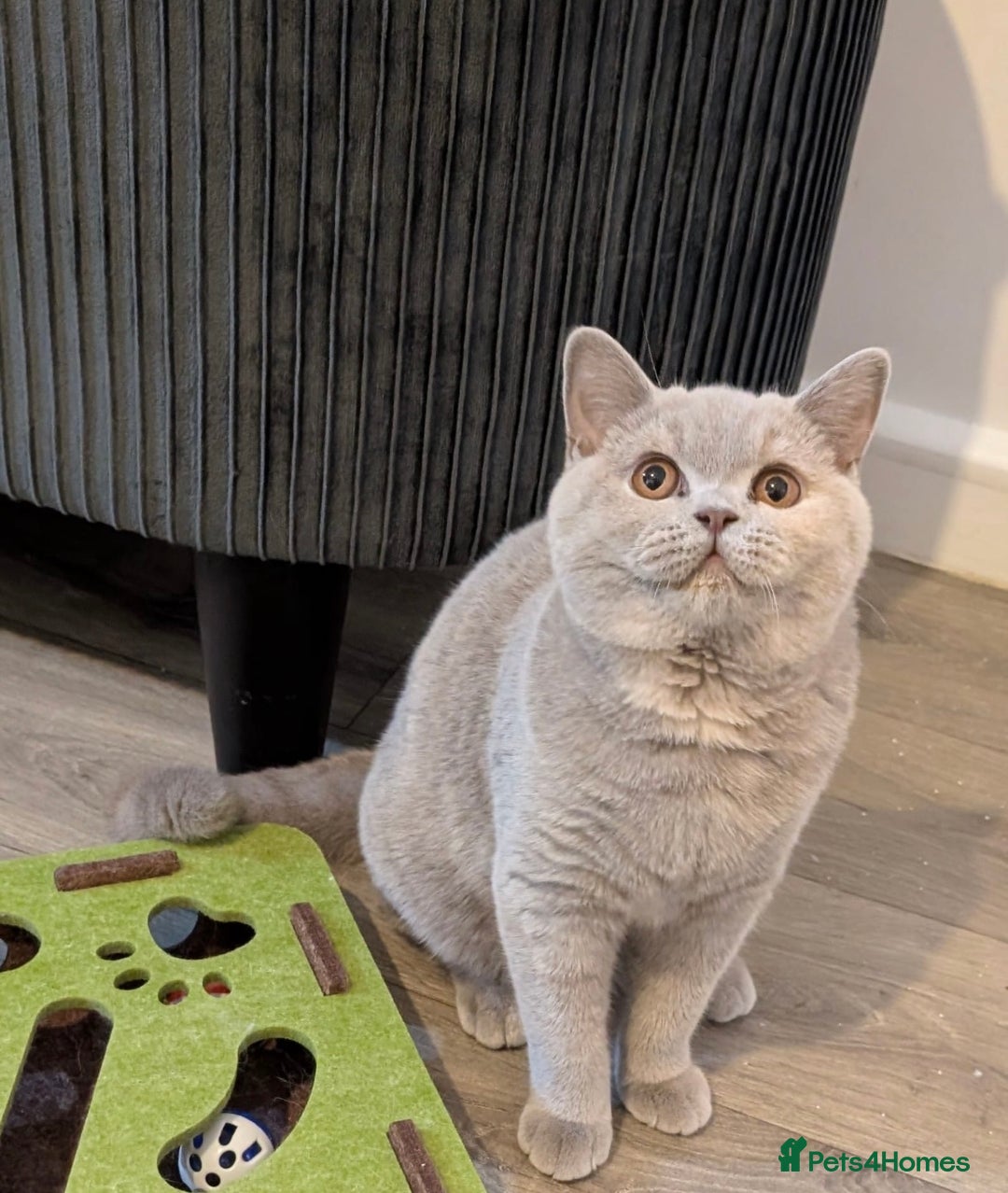 British Shorthair cats for sale: Active Gccf and Tica lilac tortie girl  - Advert 5