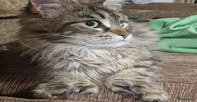 Maine Coon cats - Advert 5