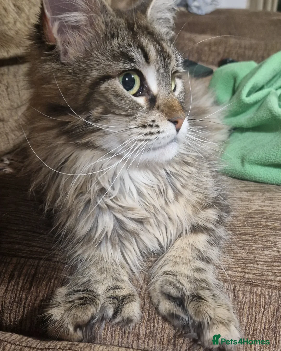 Maine Coon cats for sale: POLYDACTYL BEAUTY - Image 2