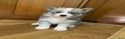 Pomsky dogs for sale: Stunning Blue Eyed F4 Pomsky Puppies in Widnes - Advert 2